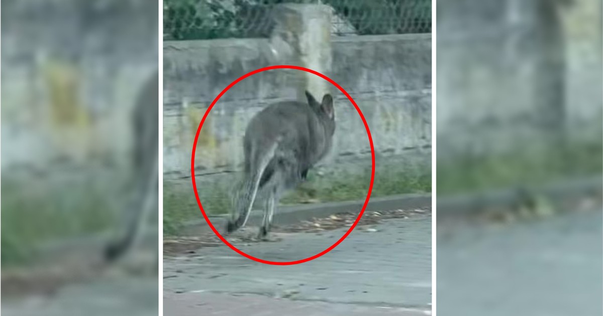 Kangur w Warszawie: Mieszkańcy zszokowani!
