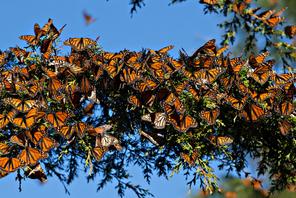 Monarch Butterfly Biosphere Reserve