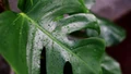 Dlaczego monstera „płacze”? Co zrobić gdy monstera "płacze"?