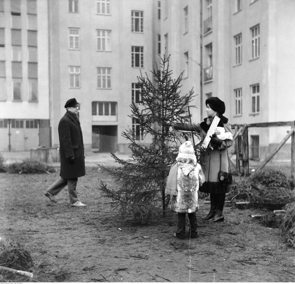 Punkt sprzedaży choinek na tyłach kamienicy przy ul. Śliskiej 52 w Warszawie (1972 r.)