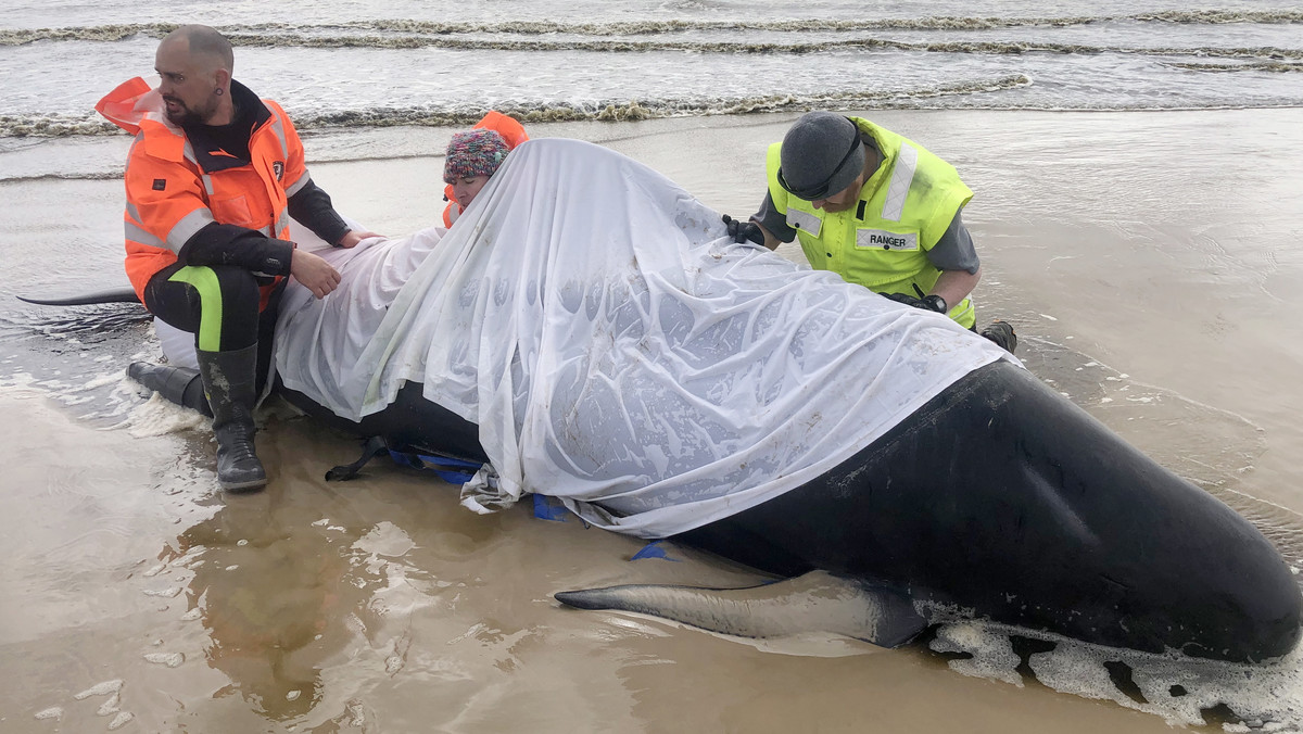 Australia: akcja ratowania waleni, które utknęły na mieliźnie