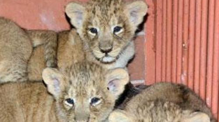 Szenzáció az állatkertben! Négy pici oroszlán született