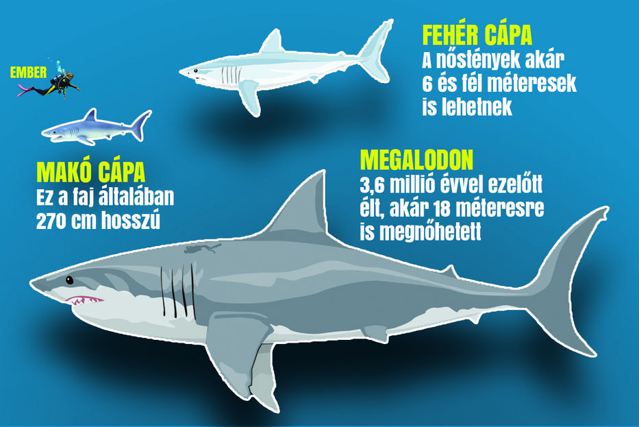 A megalodon háromszor akkora lehetett, mint a ma ismert nagy fehér cápa/ Grafika: Séra Tamás 