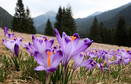 ZAKOPANE TATRY DOLINA CHOCHOŁOWSKA KROKUSY