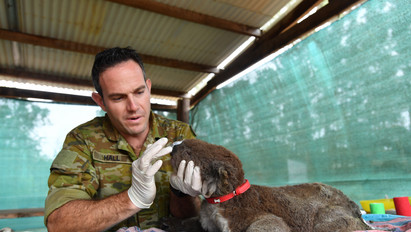 Hihetetlenül cuki: katonák gondozzák a koalákat Ausztráliában – videó