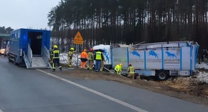 Groza pod Wyszkowem. Bydło rozpierzchło się po S8. Zatrważające przypuszczenia