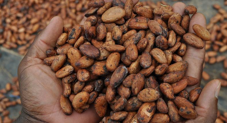 Fève de Cacao/Conseil du Café et Cacao