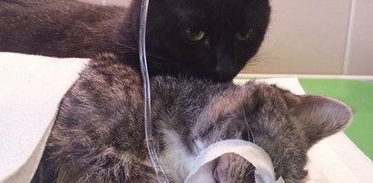Koci pielęgniarz leczy w schronisku