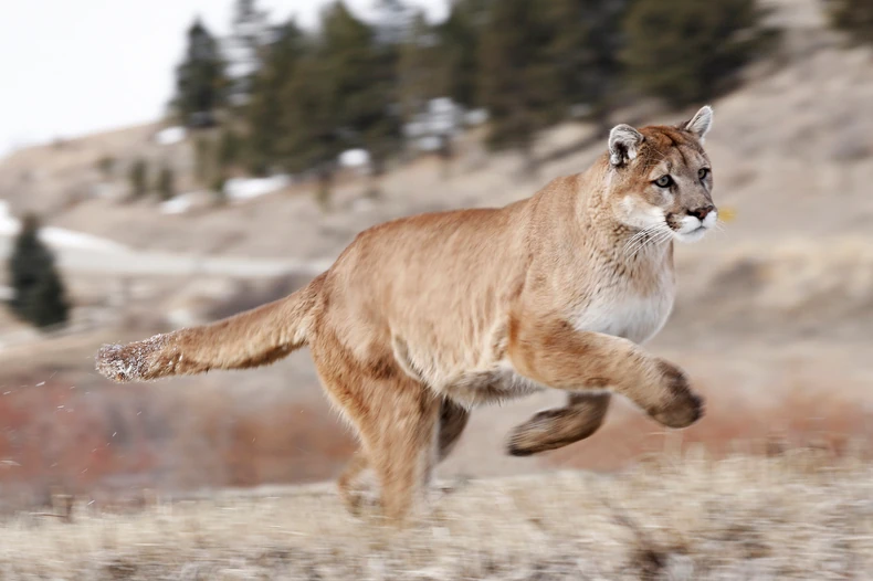 Puma (foto: ilustracija)