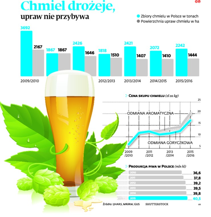 Chmiel drożeje, upraw nie przybywa