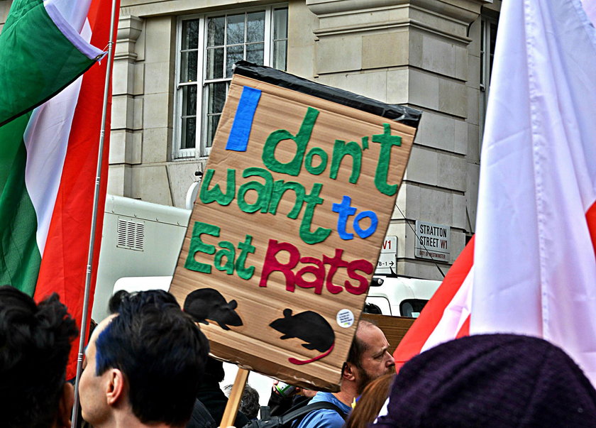 I don’t want to eat rats / Nie chcę jeść szczurów