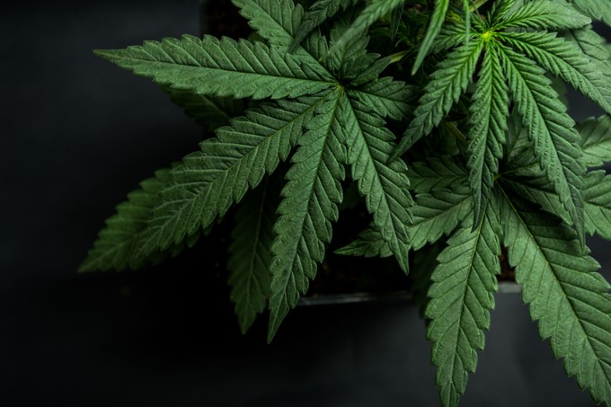 Kannabisz a rák ellen? Feltételezett előnyök, objektív hatások és mellékhatások