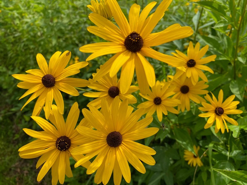 Długo kwitnące byliny wieloletnie zimujące w gruncie