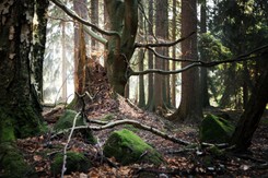 Balon w kształcie łabędzia zawisł w lesie. Doczepiona kartka z notatką po szwedzku