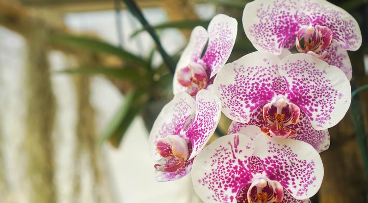 Ettől borul gyorsan virágba az orchidea Fotó: Getty Images
