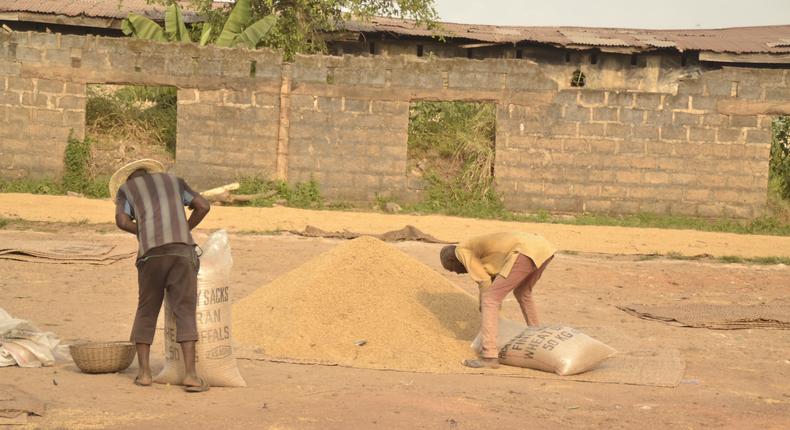 Rice processing in South East Nigeria