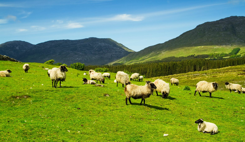 Irlandia – zielona wyspa Celtów