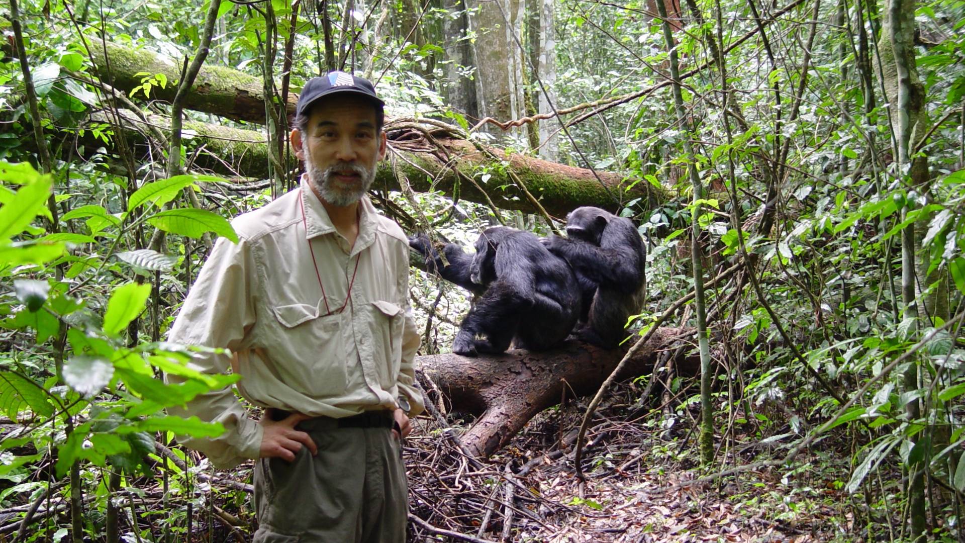 Živeli su u džungli i otkrili jezivu sličnost šimpanza i ljudi