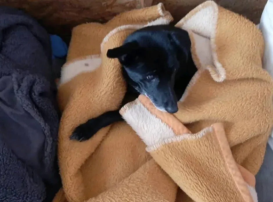 Tragično nastradao pas Gara