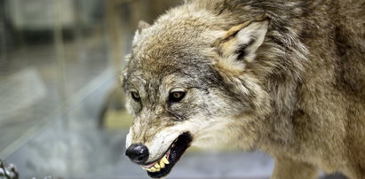 Wilki zaatakowały psa na spacerze. Leśniczy mówi o "wzroście wilczej psychozy"