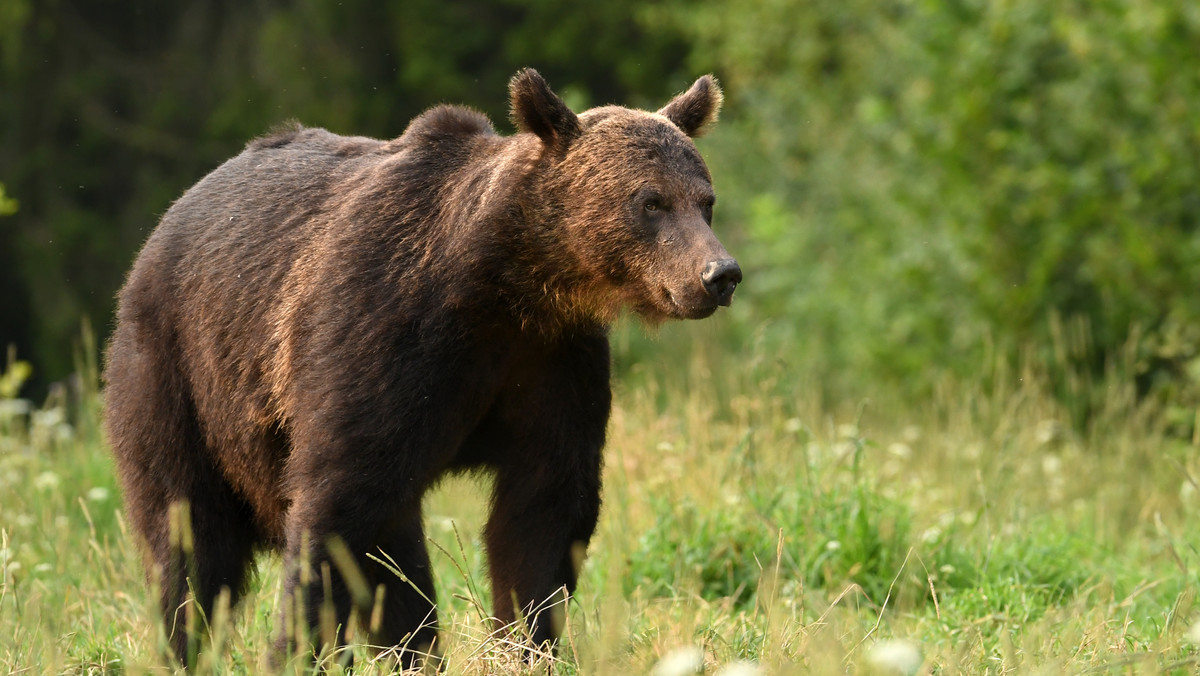 Żyjące na Podkarpaciu, m.in. w Bieszczadach i Beskidzie Niskim niedźwiedzie zapadły w sen zimowy - powiedział rzecznik Regionalnej Dyrekcji Lasów Państwowych w Krośnie Edward Marszałek. Dodał, że leśnicy od kilku dni nie zaobserwowali świeżych śladów niedźwiedzi.