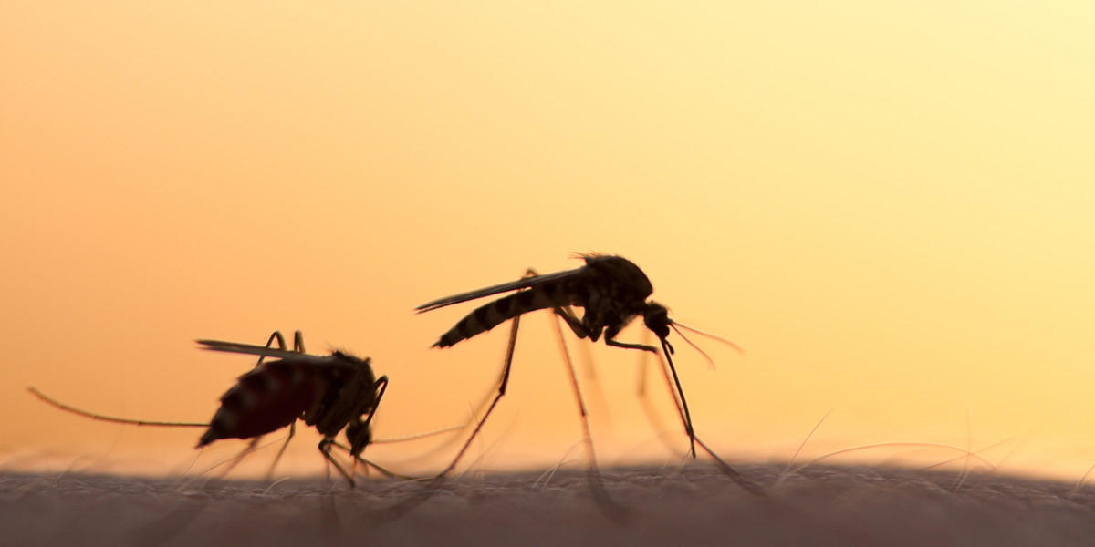 85 proc. tego, co czyni cię atrakcyjnym dla komarów, jest zapisane w genach. 