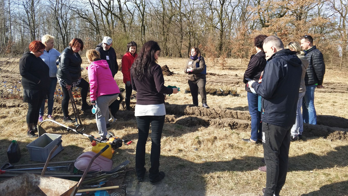 Miasto w ostatnich dniach chwali się programem "Platan", który zakłada posadzenie w Szczecinie 500 drzew. ZUK mówi o połączeniu sił urzędników i mieszkańców nad Jelenim Stawem. Tymczasem z krajobrazu centrum Szczecina zniknęły właśnie trzy kilkudziesięcioletnie lipy. Miasto tłumaczy, że ich stan był bardzo zły i zagrażały bezpieczeństwu.