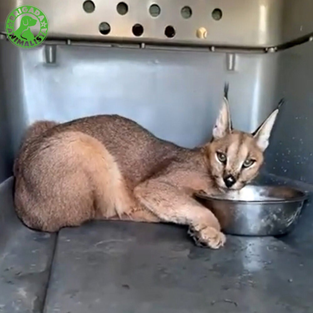 Caracal rescatado en Cádiz tras 16 días vagando por campos