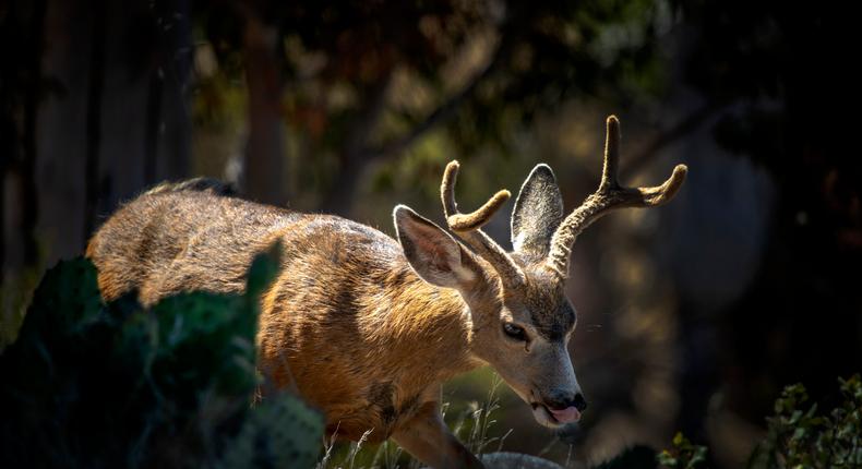 A mule deer grazes on the grass on a hill overlooking Avalon Harbor on a sunny summer day in Catalina Island.Allen J. Schaben / Los Angeles Times via Getty Images