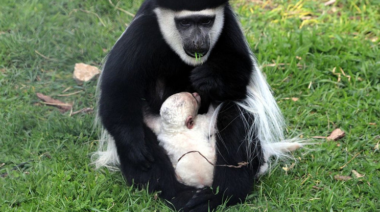 Kedves majomkölykök várják a látogatókat /Fotó: Pécsi Állatkert