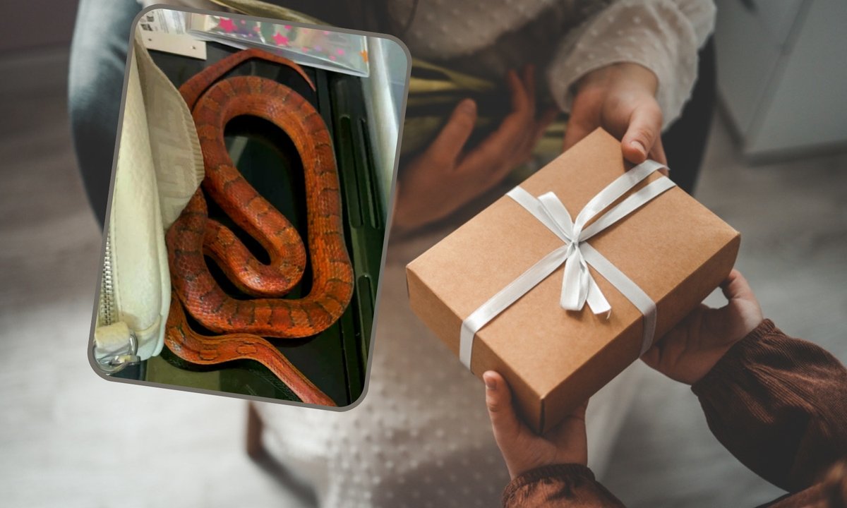 Horror na urodzinach dziecka. Nagle "zabawka" w kartonie zaczęła się ruszać