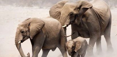 Stepujące słonie