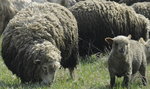 Nagi Polak straszył owce w Norwegii