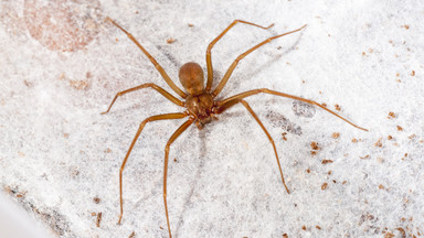 Turystę wypoczywającego na Ibizie ugryzł pająk. Czeka go amputacja