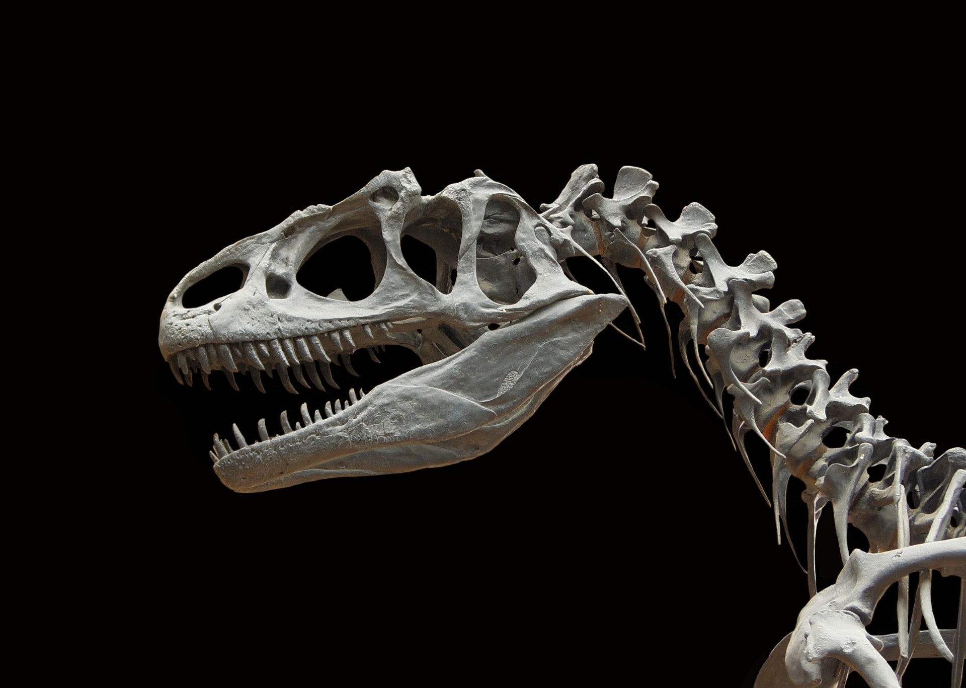 Ako je možné, že v priebehu 24 hodín vymreli všetky nevtáčie druhy dinosaurov?