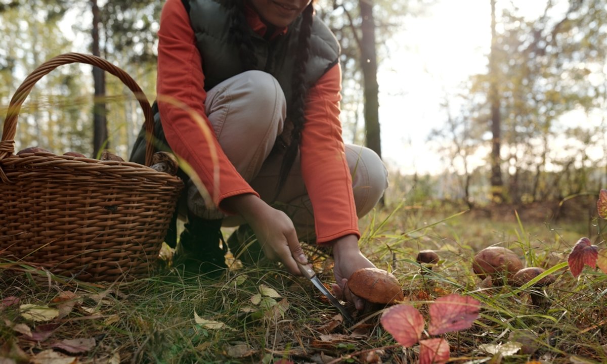 Tego nigdy nie rób podczas grzybobrania. choćby 5 tys. zł kary