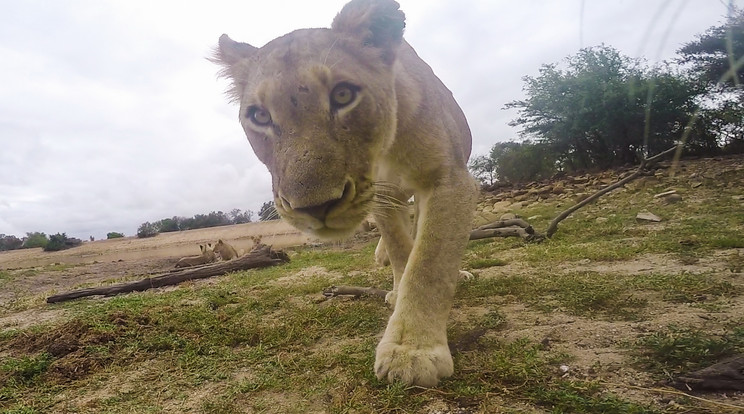 oroszlán és a GoPro