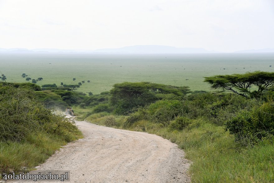 Park Narodowy Serengeti, Tanzania 2021