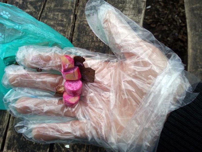 Otrov je postavljen na više lokacija na Novom Beogradu  Foto:Ilustracija