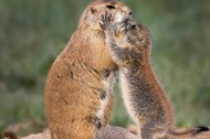 PRAIRIE DOG FAMILY LOVE / PRAIRIE DOG FAMILY LOVE /1513398