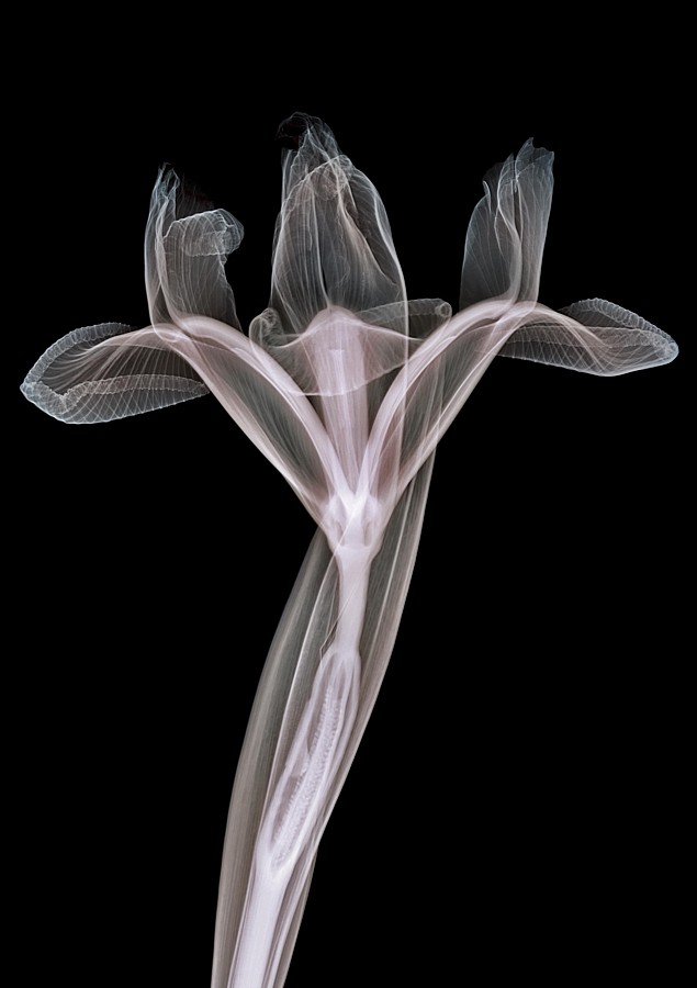 NICK VEASEY x-ray