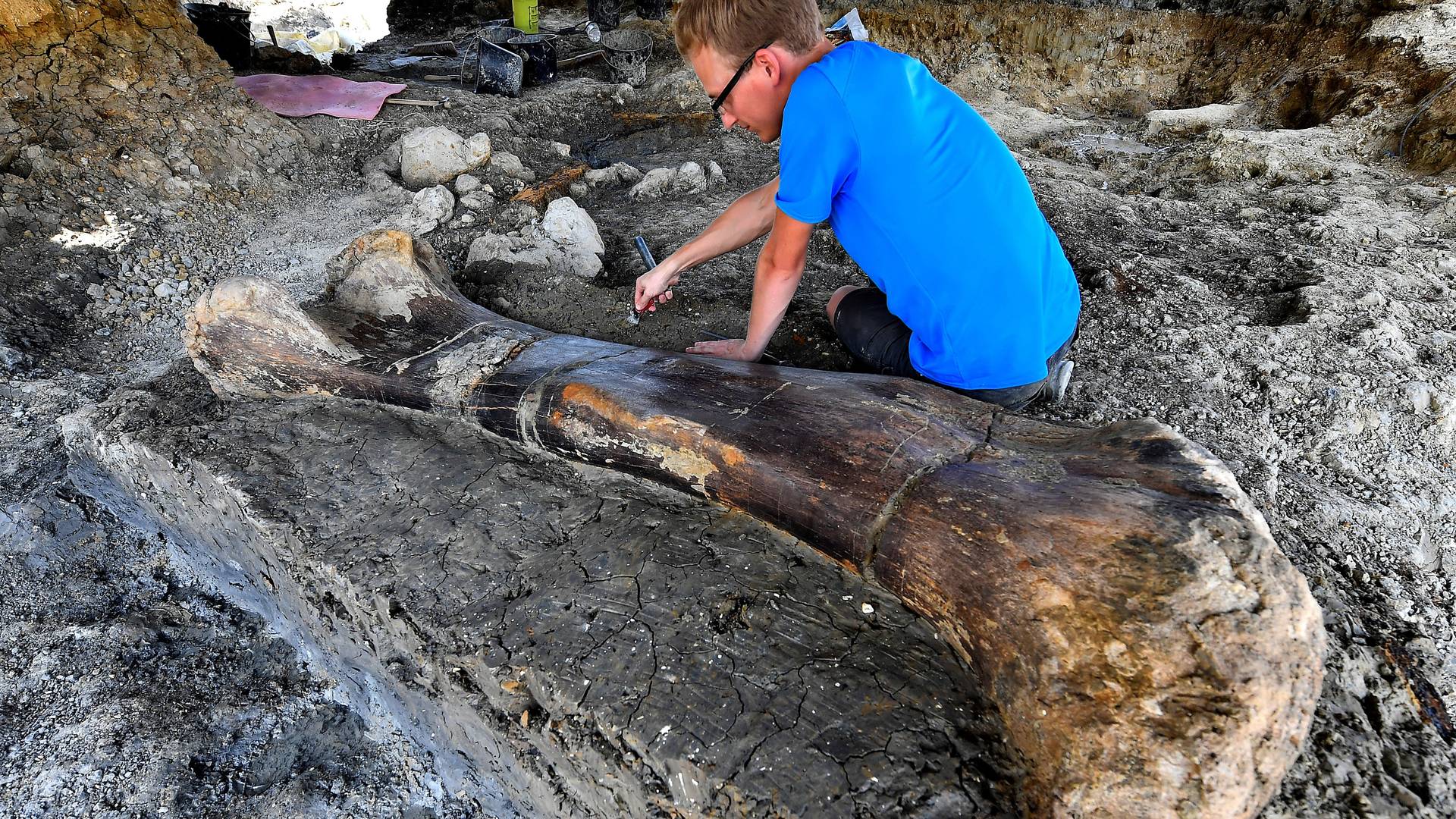 Butna kost od dva i po metra pronađena u Francuskoj je pripadala najvećem dinosaurusu na Zemlji