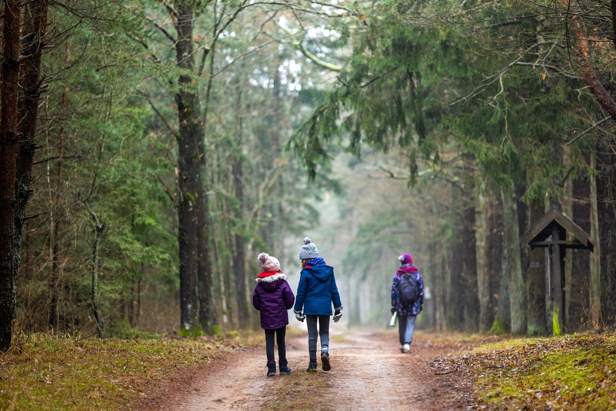 Las w Białowieży
