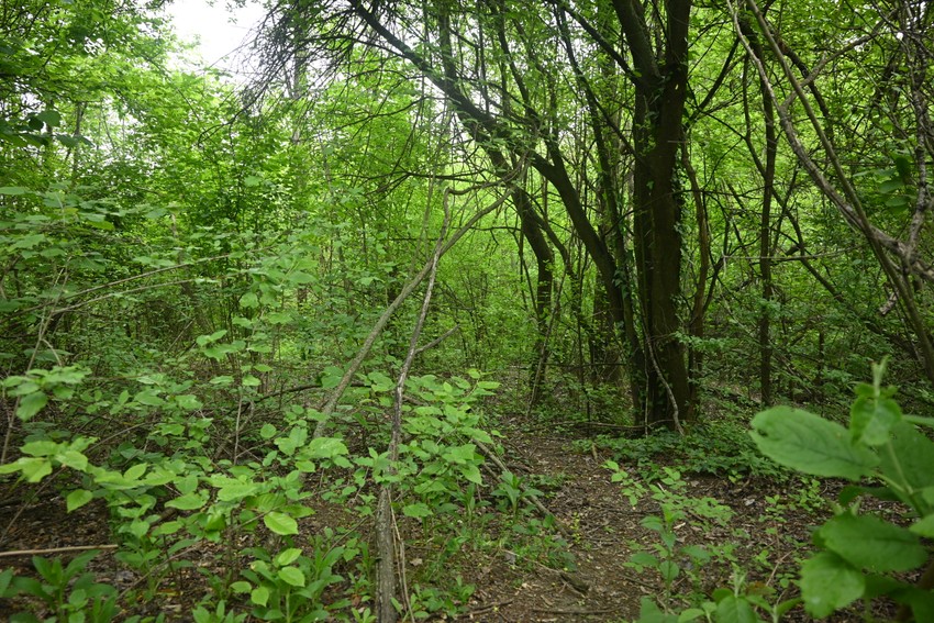 Šuma Visnjica Slanci