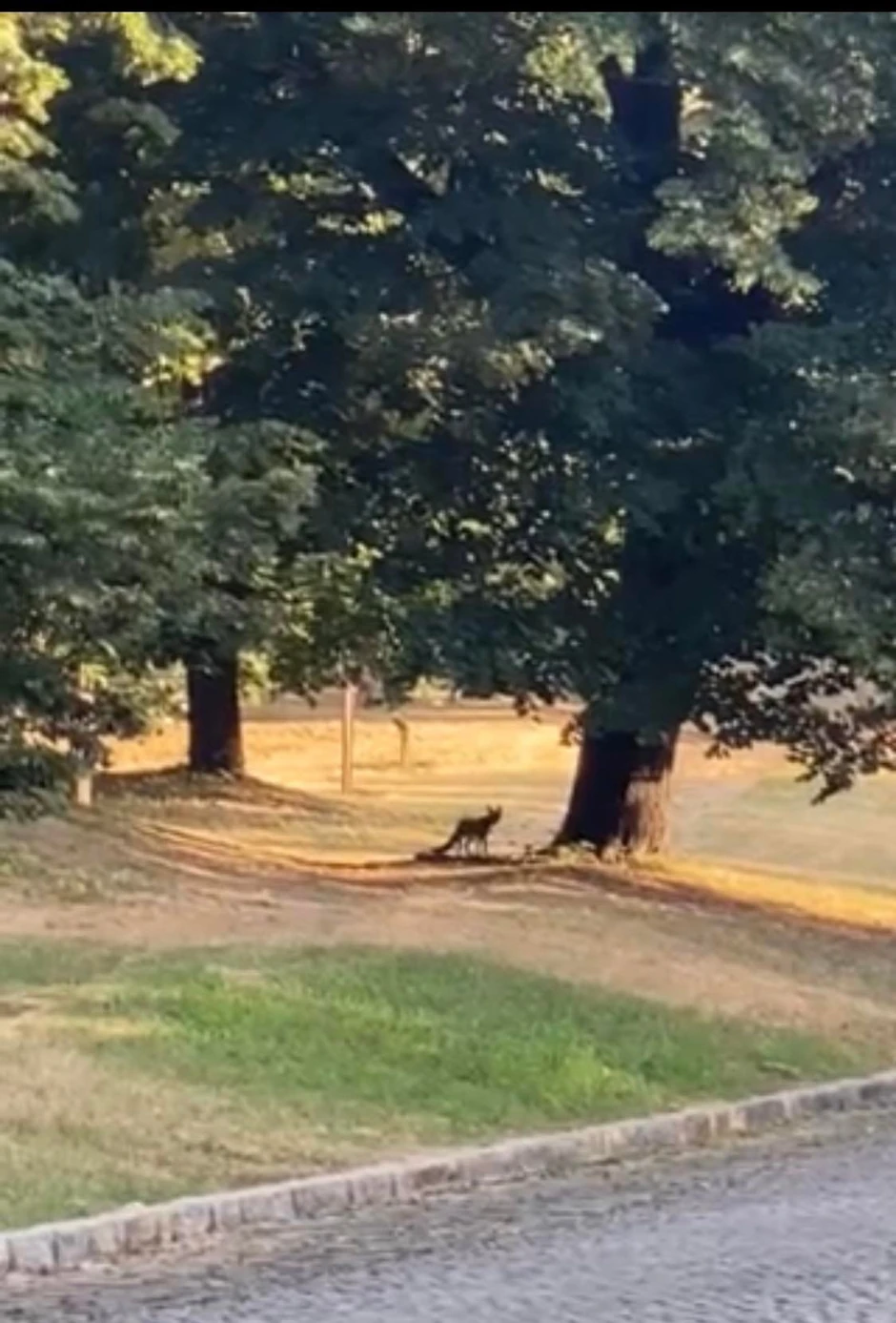 Lisica na Petrovaradinskoj tvrđavi