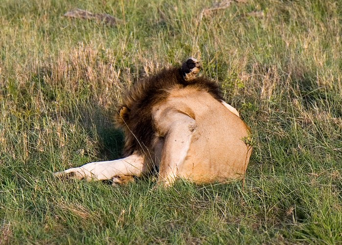 Król lew. Absolutnie rozluźniony władca. Jego  demokracja nie dotyczy