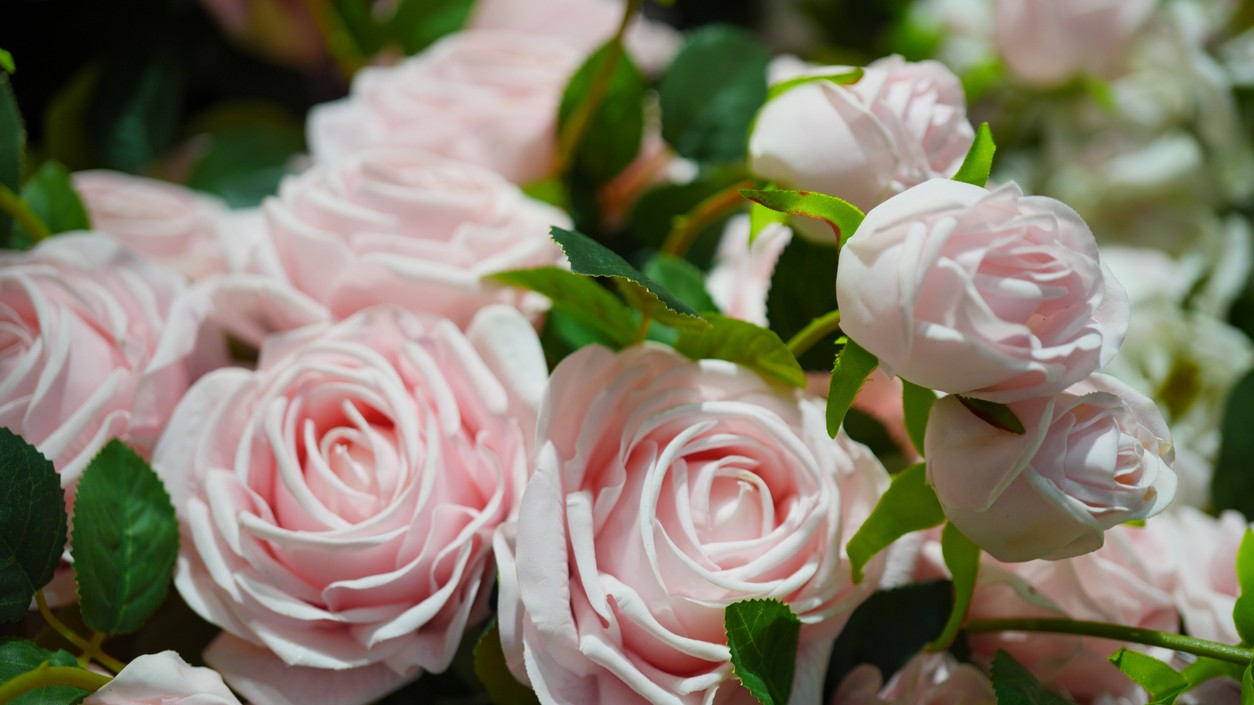 Správne odstraňovanie odkvitnutých kvetov podporuje rast a bohaté kvitnutie rastlín. (Ilustračný obrázok)