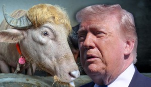 bik Donald Tramp i Donald Tramp