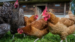 O problemach w produkcji rolnej trzeba powiadamiać fiskusa