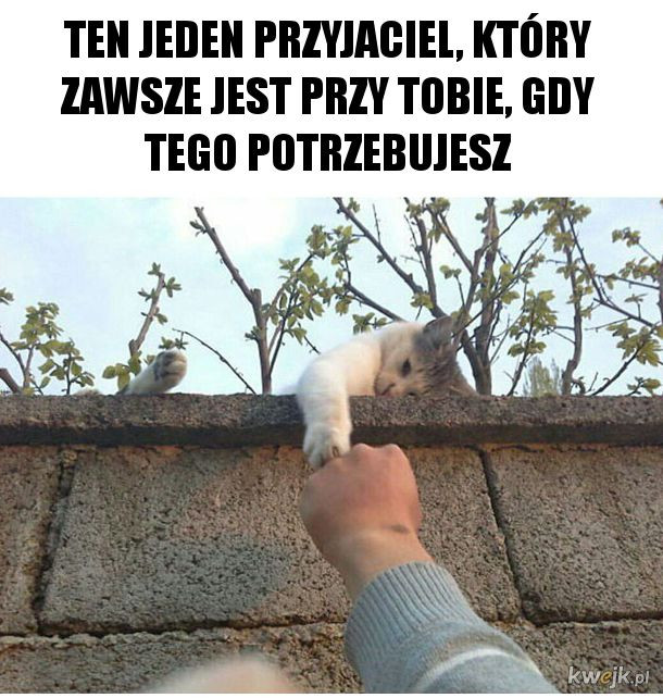 Najśmieszniejsze memy ze zwierzętami w roli głównej